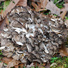 Sheepshead Mushroom