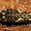 pre-pupal Cattleheart Caterpillar