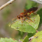 Ichneumon wasp