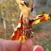 Pine Seed Bug