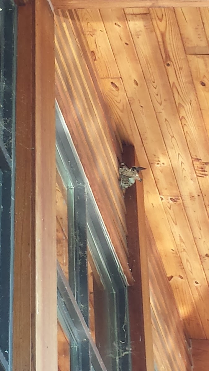 Barn Swallow (on nest)