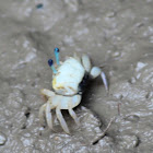 Common Australian Ghost Crab