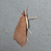 Tree lucern moth (eastern form)