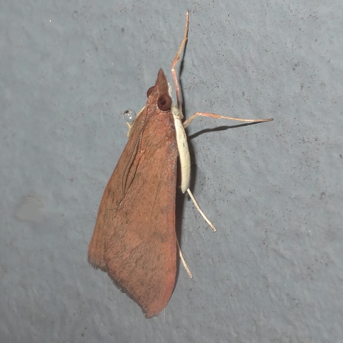 Tree lucern moth (eastern form)