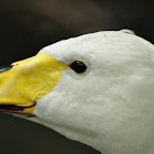 Yellow billed Whooper Swan