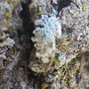 Lichen