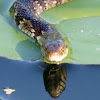 Banded water snake