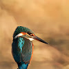 kingfisher - Martin Pescatore