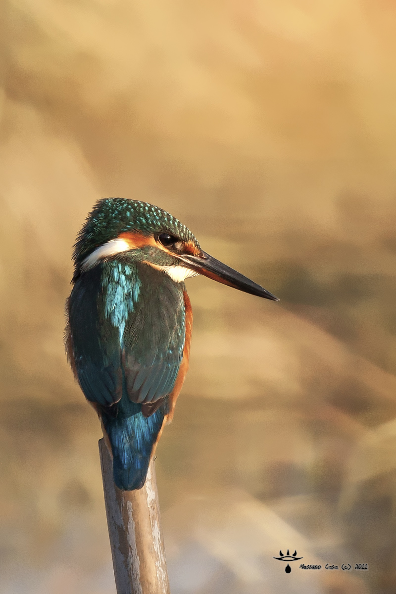 kingfisher - Martin Pescatore