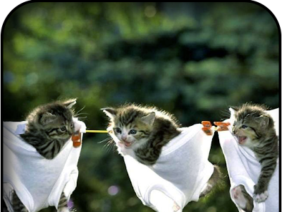 √ 壁紙 面白い 画像 動物 215991