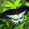 Blue Mormon