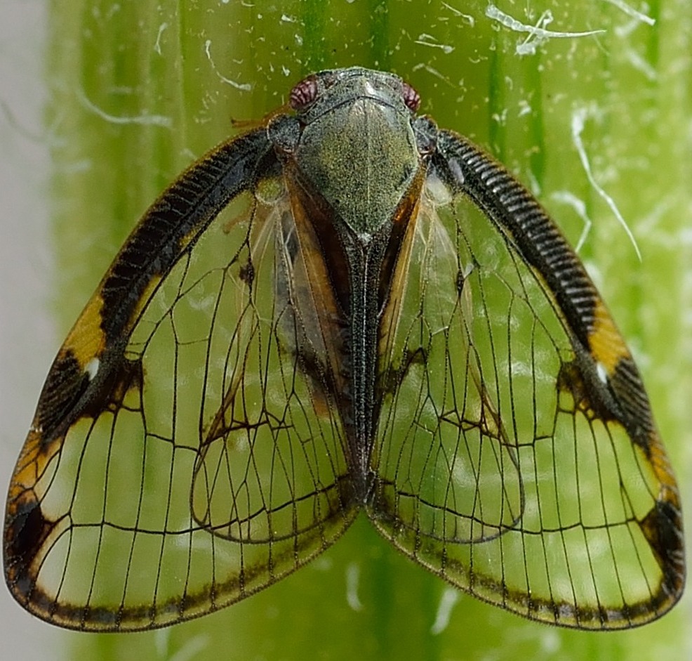 Broadwinged planthopper