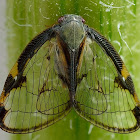 Broadwinged planthopper