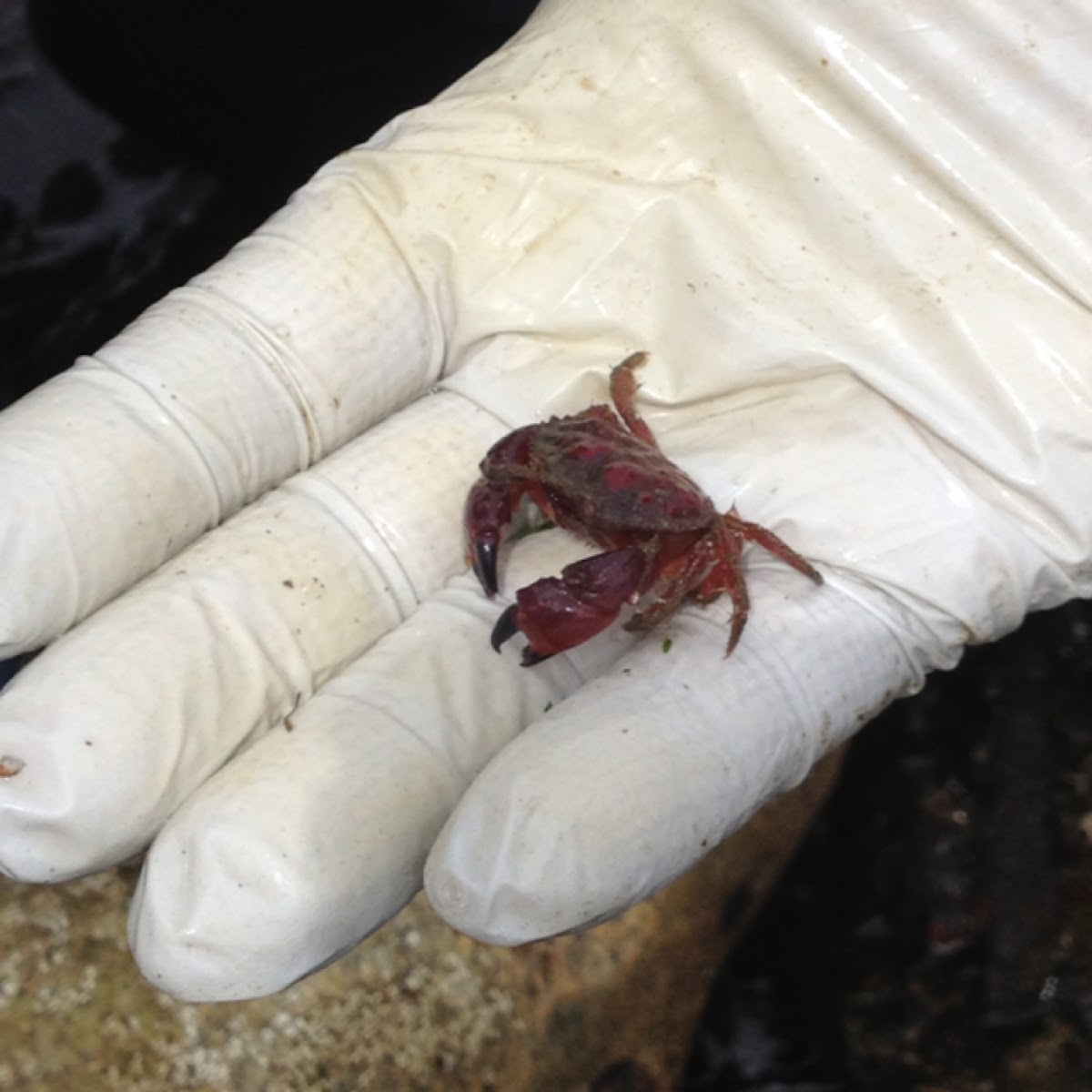 Pygmy rock crab