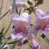 Desert-willow