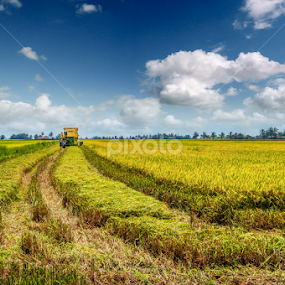 Paddy Field Harvest Season by Christopher Lay - Landscapes Prairies, Meadows & Fields