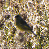 Greenfinch; Verderón