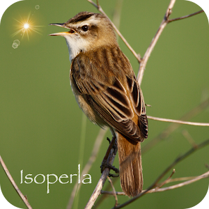 Bird Song Id: Auto Recognition logo