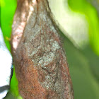 Large Cocoon/Pupa