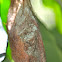 Large Cocoon/Pupa