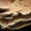 Tree Fungus 