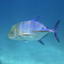 Bluefin jack