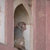 Rhesus macaque