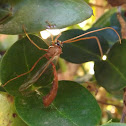 Short-tailed Ichneumon Wasp