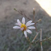 California Aster