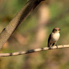 Red Breasted Flycatcher (female)