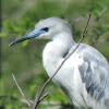Little Blue Heron (juvenile)