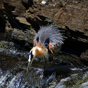 Fishing  Blue Heron by Debbie Annable Carr - Animals Birds