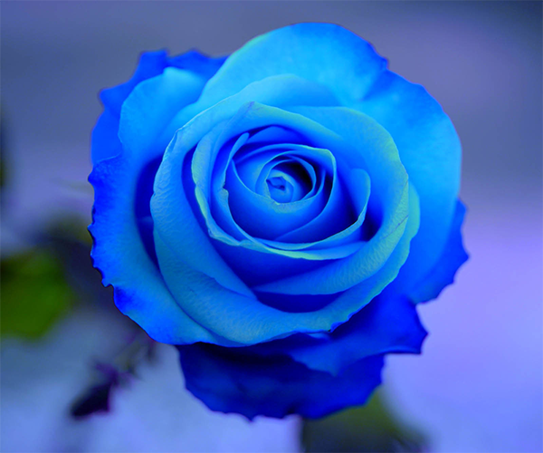 Blue Rose Live Wallpaper - Android Apps on Google Play