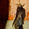 Evergreen bagworm moth (male)