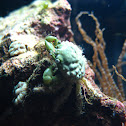 Emerald Green Crab