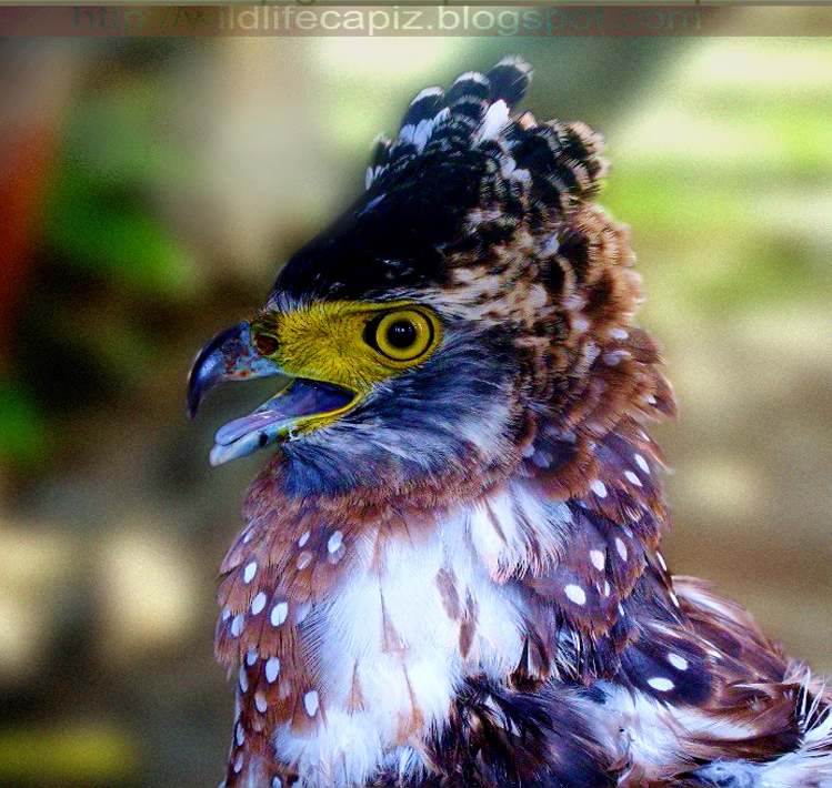 Philippine Crested Serpent Eagle