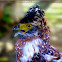 Philippine Crested Serpent Eagle