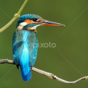 Common Kingfisher by  Priyanka D - Animals Birds