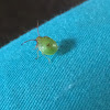 Common Green Shieldbug (nymph)