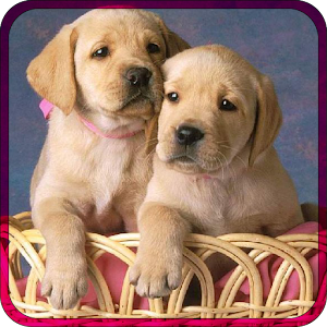 Puzzle Baby pet.apk 1.1