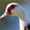 Muscovy Duck (female)
