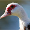 Muscovy Duck (female)