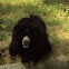 Sloth Bear.