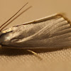 Urola Moth