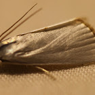 Urola Moth