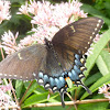 Eastern Tiger Swallowtail (Dark Morph)