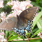 Eastern Tiger Swallowtail (Dark Morph)