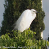 Little Egret; Garceta Común