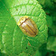 Tortoise Shell Beetle