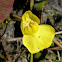 Flat-leaved Bladderwort